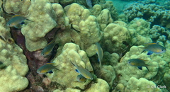 Pycnochromis vanderbilti