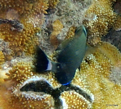 Acanthurus leucopareius