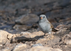 Spizella atrogularis