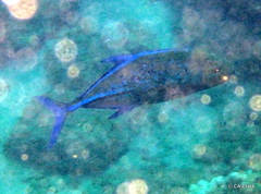 Caranx melampygus