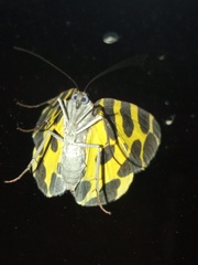 Pantherodes