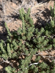 Artemisia pygmaea