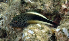 Paracirrhites forsteri