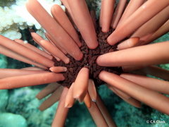 Heterocentrotus mamillatus