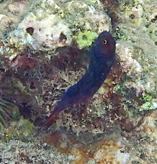 Cirripectes vanderbilti