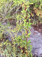 Pyracantha koidzumii