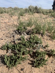 Artemisia pygmaea