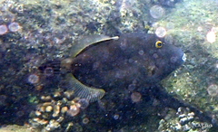 Cantherhines dumerilii