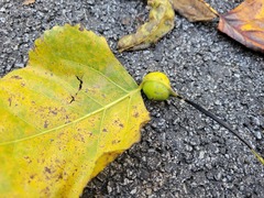 Pemphigus obesinymphae