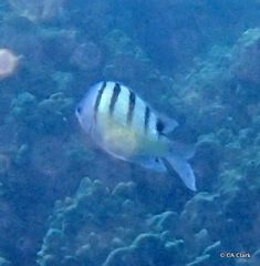 Abudefduf abdominalis