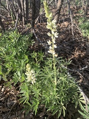Lupinus barbiger