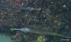 Aulostomus chinensis