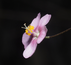 Sidastrum tehuacanum