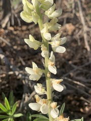 Lupinus barbiger