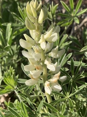Lupinus barbiger