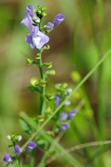 Scutellaria integrifolia
