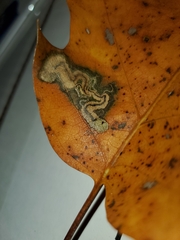 Stigmella quercipulchella