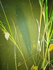Channa argus