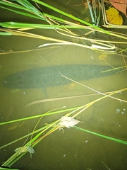 Channa argus