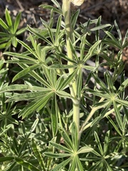Lupinus barbiger