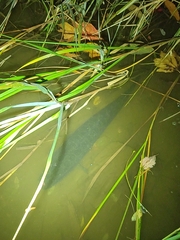 Channa argus