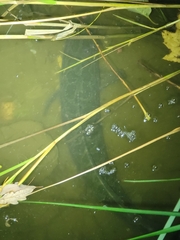 Channa argus