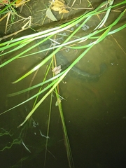 Channa argus