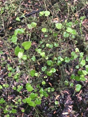 Muehlenbeckia australis