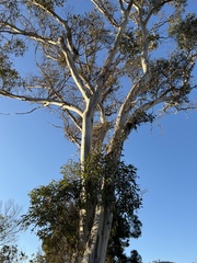 Eucalyptus tereticornis