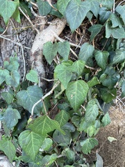 Hedera canariensis