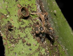 Ophiocordyceps humbertii