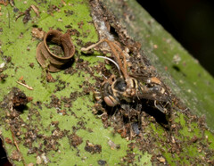 Ophiocordyceps humbertii