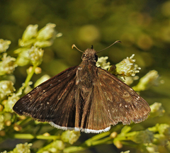 Erynnis funeralis