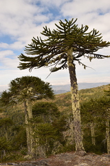 Araucaria araucana