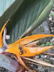 Leptoglossus zonatus