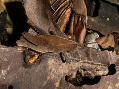 Colpolopha latipennis