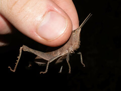 Colpolopha latipennis