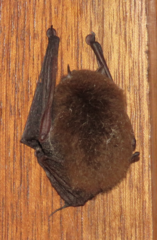 Thyroptera tricolor