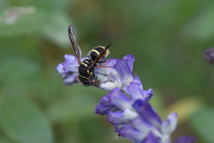 Ancistrocerus bustamente