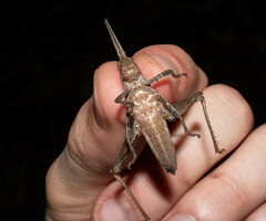 Colpolopha latipennis