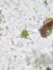 Staurastrum anatinum