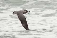 Leucophaeus modestus