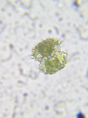 Staurastrum avicula