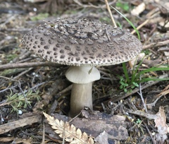 Amanita karea