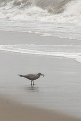 Leucophaeus modestus