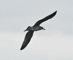 Larus fuscus
