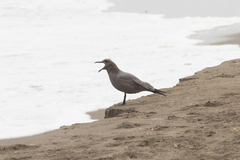 Leucophaeus modestus