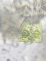 Staurastrum lapponicum