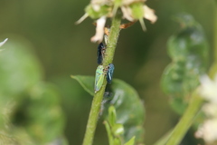 Graphocephala lugubris