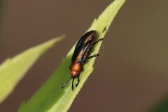 Microrhopala vittata